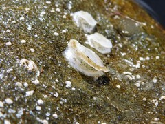 Ostreoidea