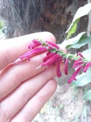 Salvia iodantha