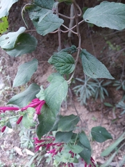 Salvia iodantha