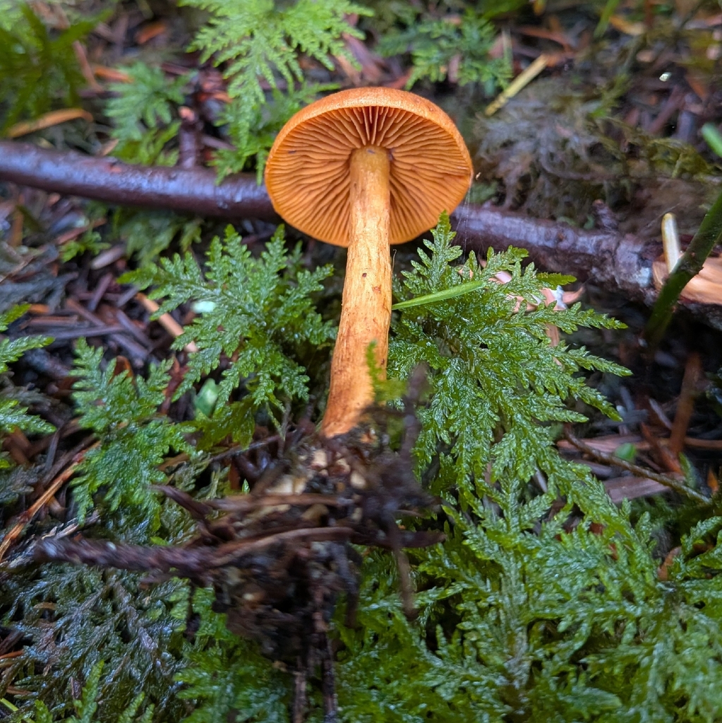 Cortinarius cinnamomeus · December 2025 · photo: © ssquazzo (iNaturalist, cc-by)