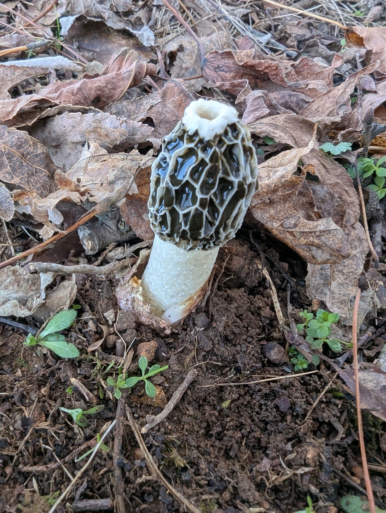 Phallus hadriani · November 2025 · photo: © robhallock (iNaturalist, CC)