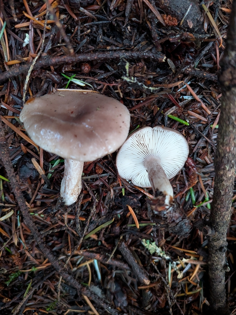 Lactarius glutigriseus · December 2025 · photo: © ssquazzo (iNaturalist, cc-by)