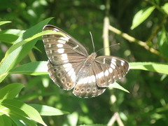 Limenitis glorifica