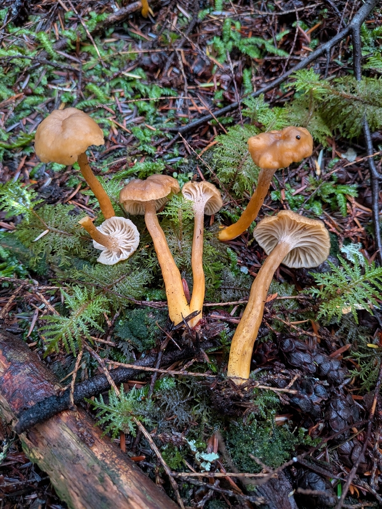 Craterellus tubaeformis · December 2025 · photo: © ssquazzo (iNaturalist, cc-by)