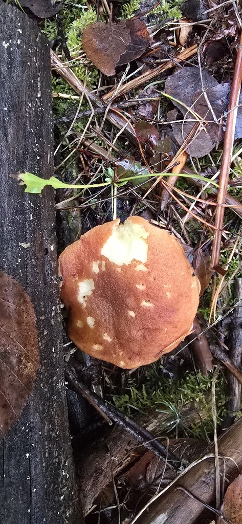 Boletus oregonensis