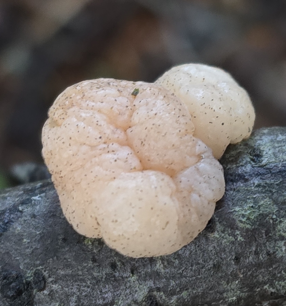 Stereum sanguinolentum · December 2025 · photo: © leannestacy (iNaturalist, cc0)