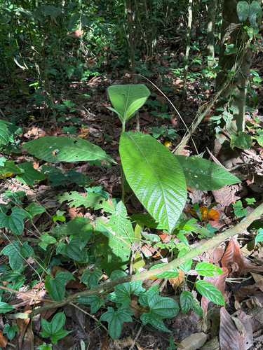 Porterandia observed 2025-12-10