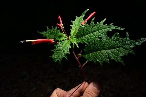 Centropogon grandidentatus, 2025-12-09