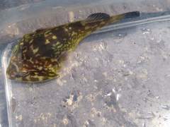 Diplocrepis puniceus