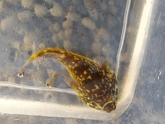 Diplocrepis puniceus