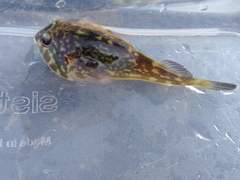 Diplocrepis puniceus