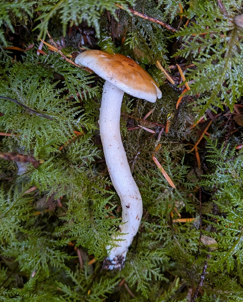 Hygrophorus bakerensis · December 2025 · photo: © ssquazzo (iNaturalist, cc-by)