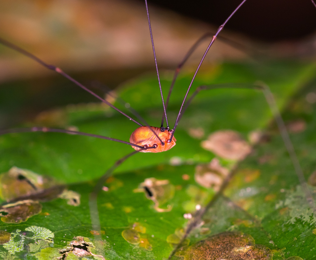 daddy longlegs