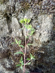 Stevia minor