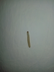 Plodia interpunctella