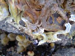 Neohymenicus pubescens