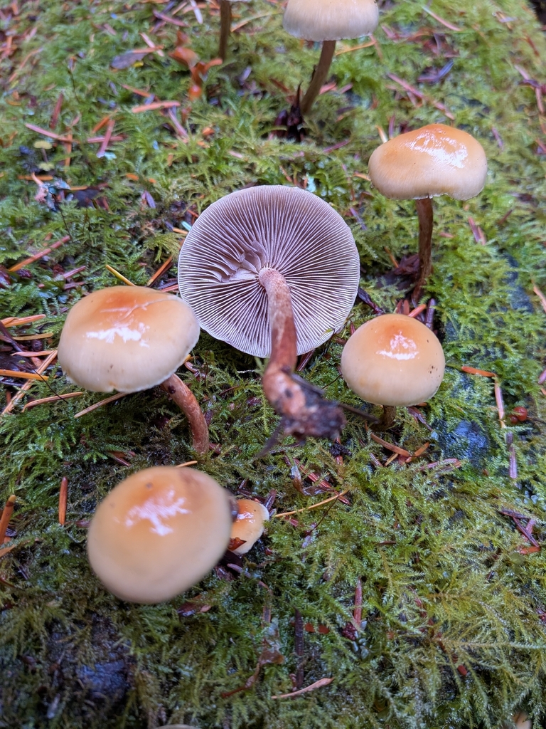 Hypholoma capnoides · December 2025 · photo: © ssquazzo (iNaturalist, cc-by)