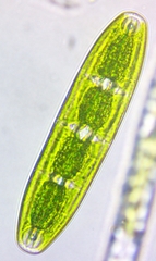 Planotaenium interruptum