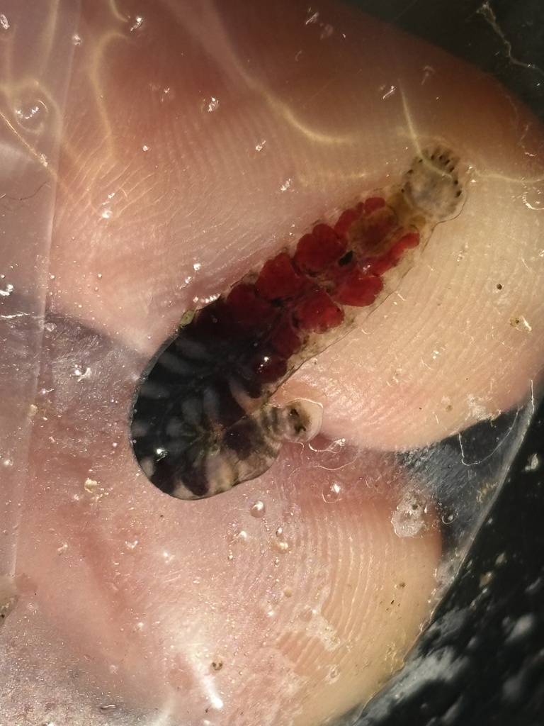 Gonimosobdella salmositicus