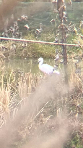 Little Egret