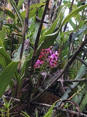 Epidendrum secundum