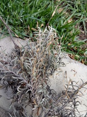 Tillandsia virescens