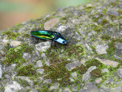 Campsosternus auratus
