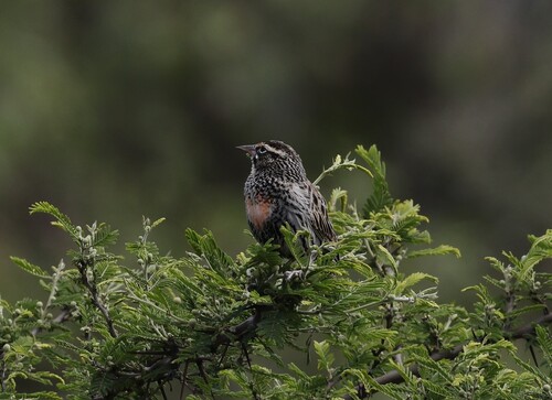 Peruvian Meadowlark (Leistes bellicosus), photo 4