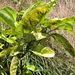 Chaetasbolisia falcata - Photo 由 Jerry Cooper 所上傳的 (c) Jerry Cooper，保留部份權利CC BY