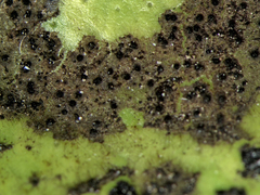 Chaetasbolisia falcata