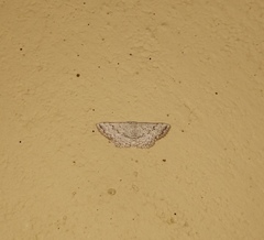 Scopula adeptaria