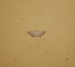 Scopula adeptaria