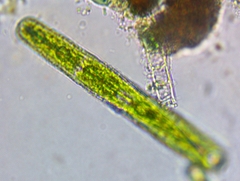 Penium margaritaceum