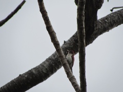 Dryobates callonotus