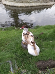 Cairina moschata domestica