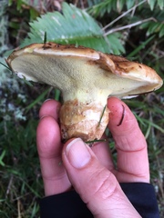 Suillus ponderosus
