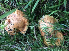 Suillus ponderosus