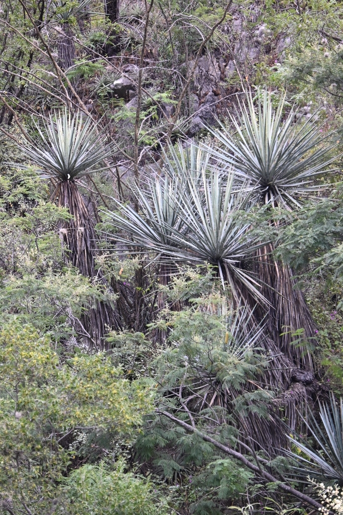 Yucca muscipula