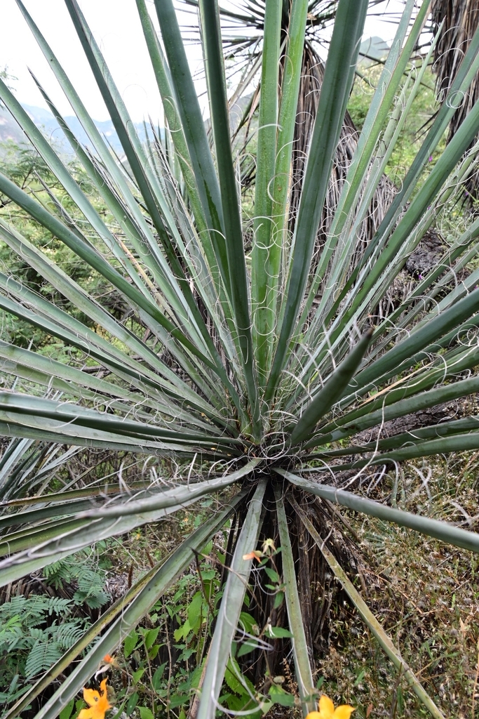 Yucca muscipula