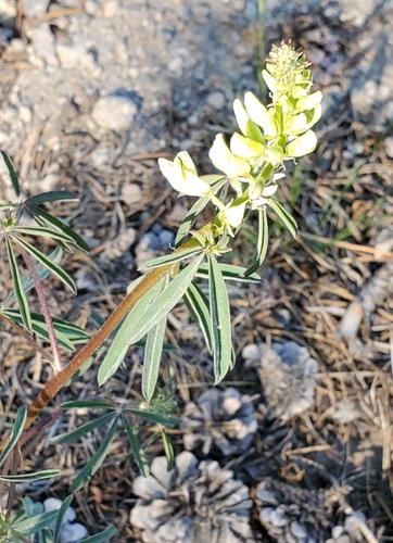 Image of Lupinus angustiflorus by no rights reserved