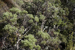 Brachyglottis cassinioides