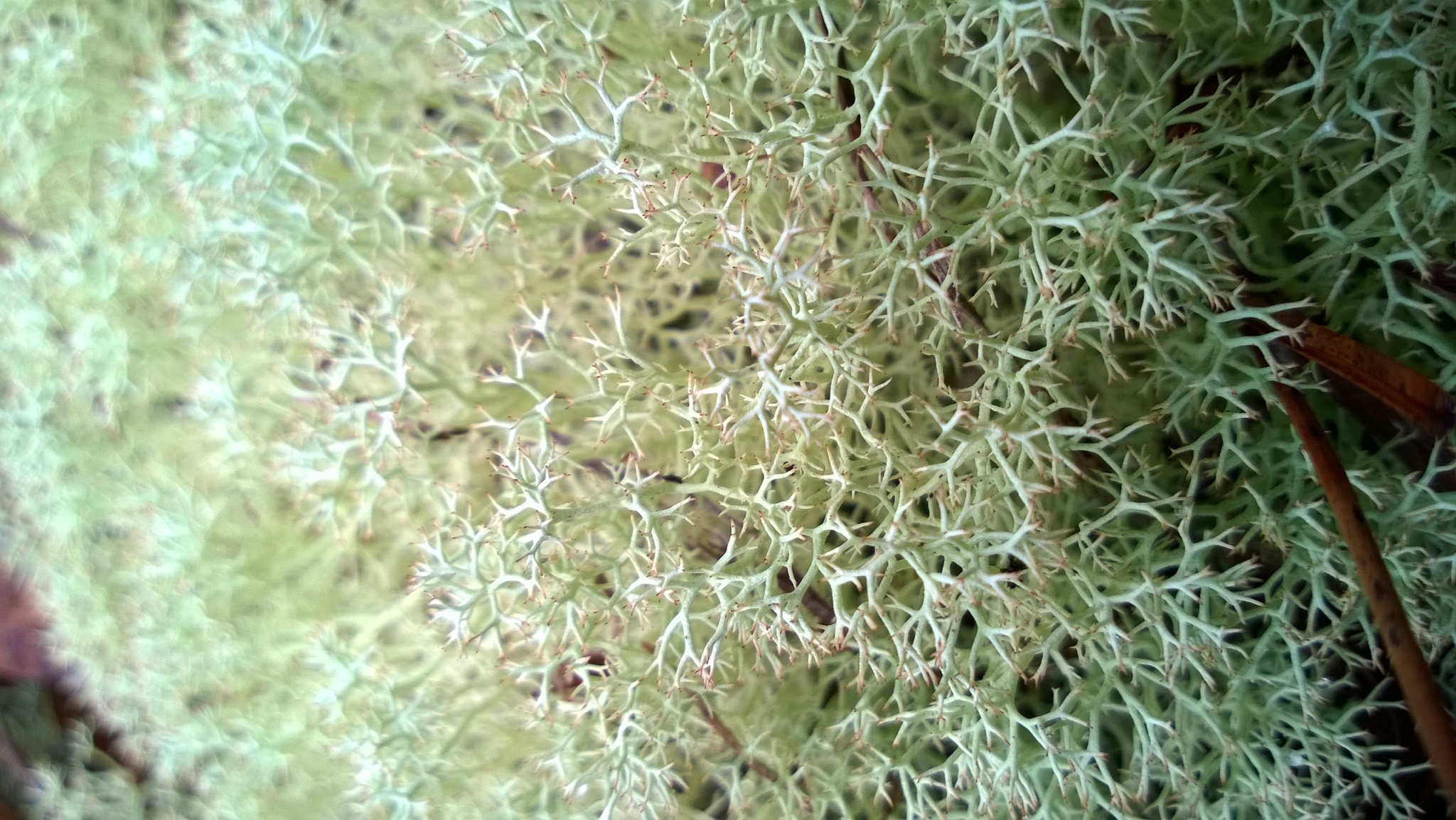 Cladonia image