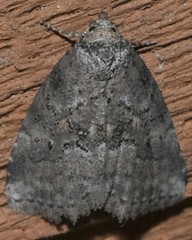 Hyperstrotia pervertens