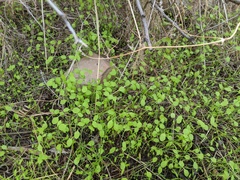 Pholistoma membranaceum