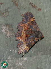 Metalectra praecisalis