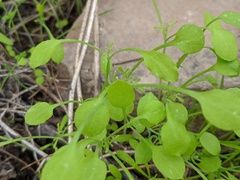 Pholistoma membranaceum