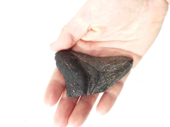 Carcharodon megalodon