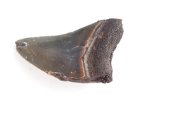 Carcharodon megalodon
