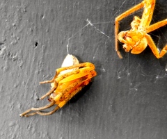 Curicaberis culiacan