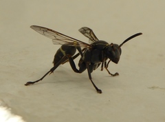 Mischocyttarus pallidipectus